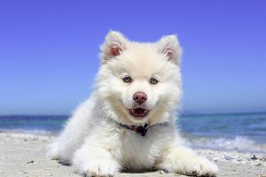 beach-puppy
